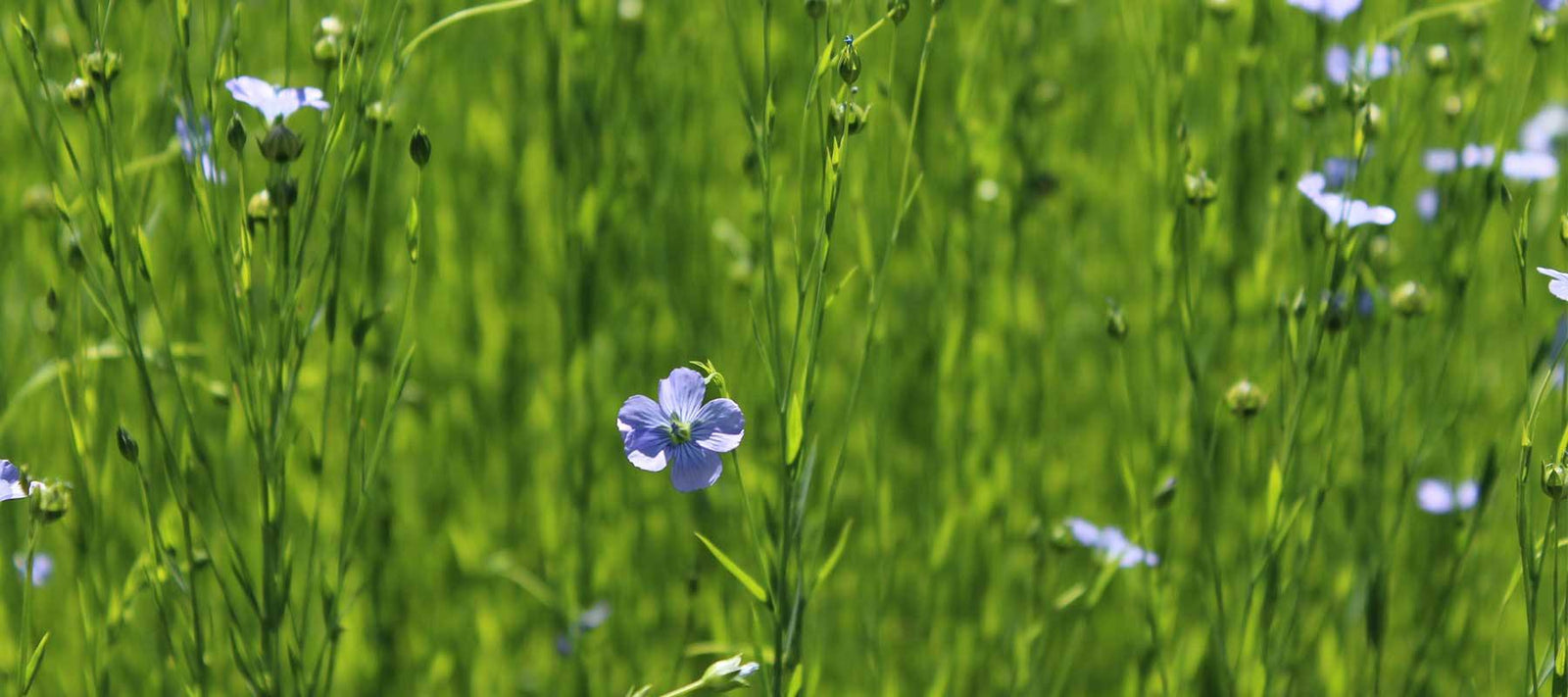 Warum Leinen? Lovely Linen detail